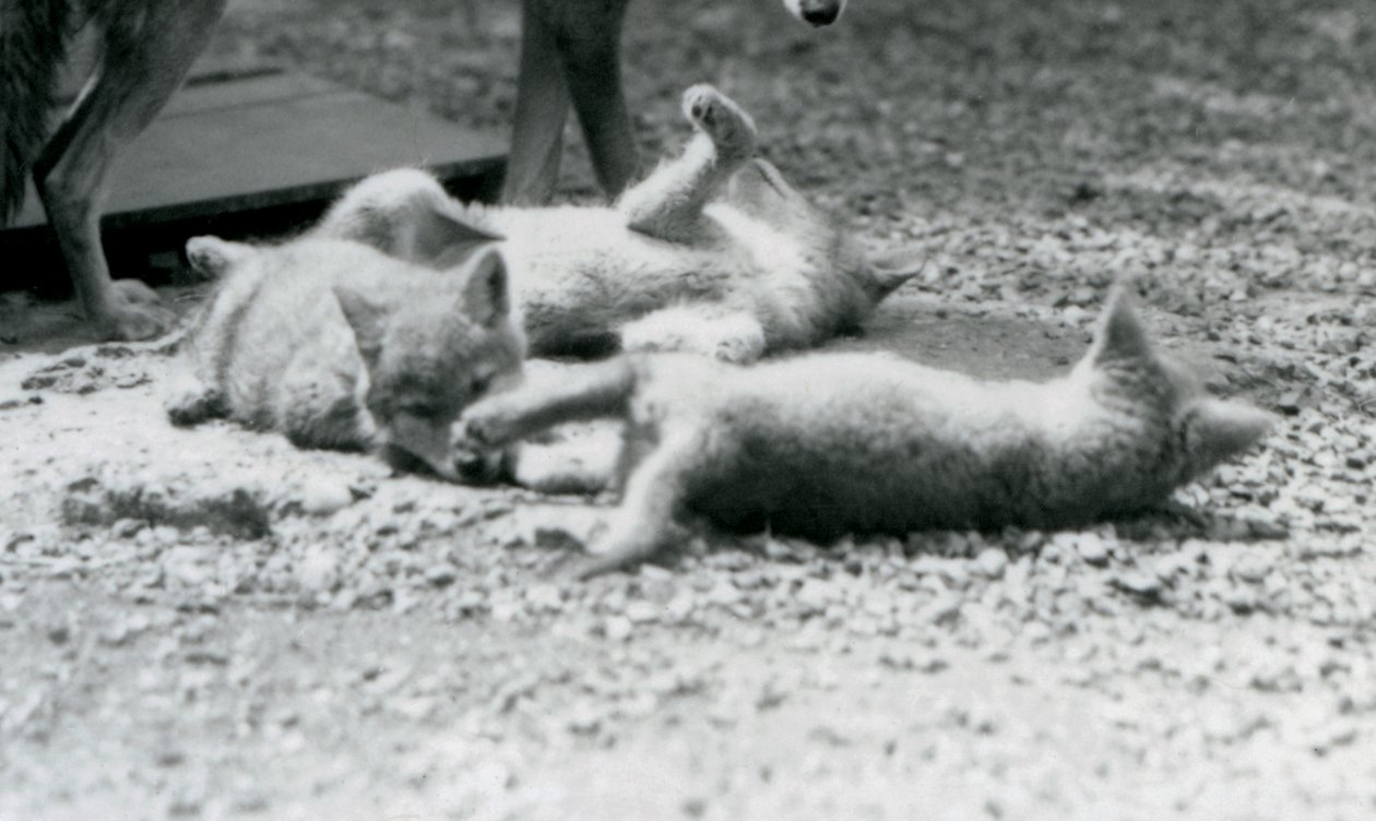 Tre cuccioli di coyote che rotolano a terra, ai piedi della loro madre, Zoo di Londra da Frederick William Bond