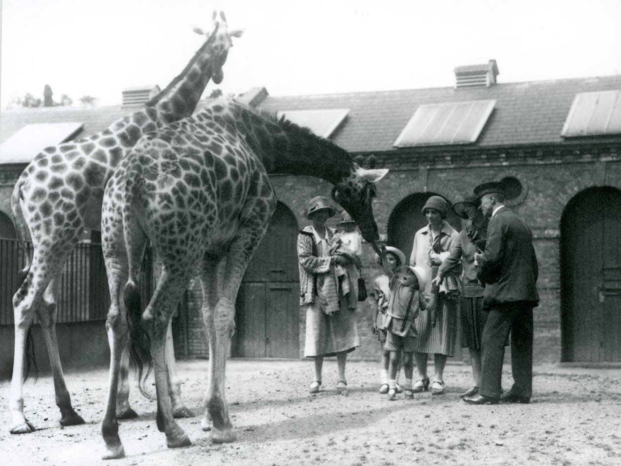 Tre signore con tre bambini piccoli visitano le giraffe nel loro recinto fuori dalla Casa delle Giraffe, Zoo di Londra, luglio 1926 da Frederick William Bond