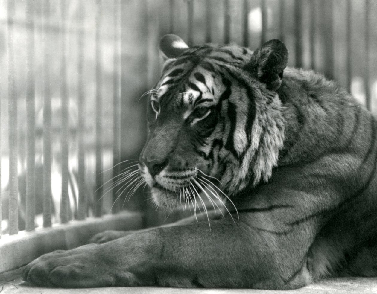 Tigre Sam allo Zoo di Londra, 1925 da Frederick William Bond