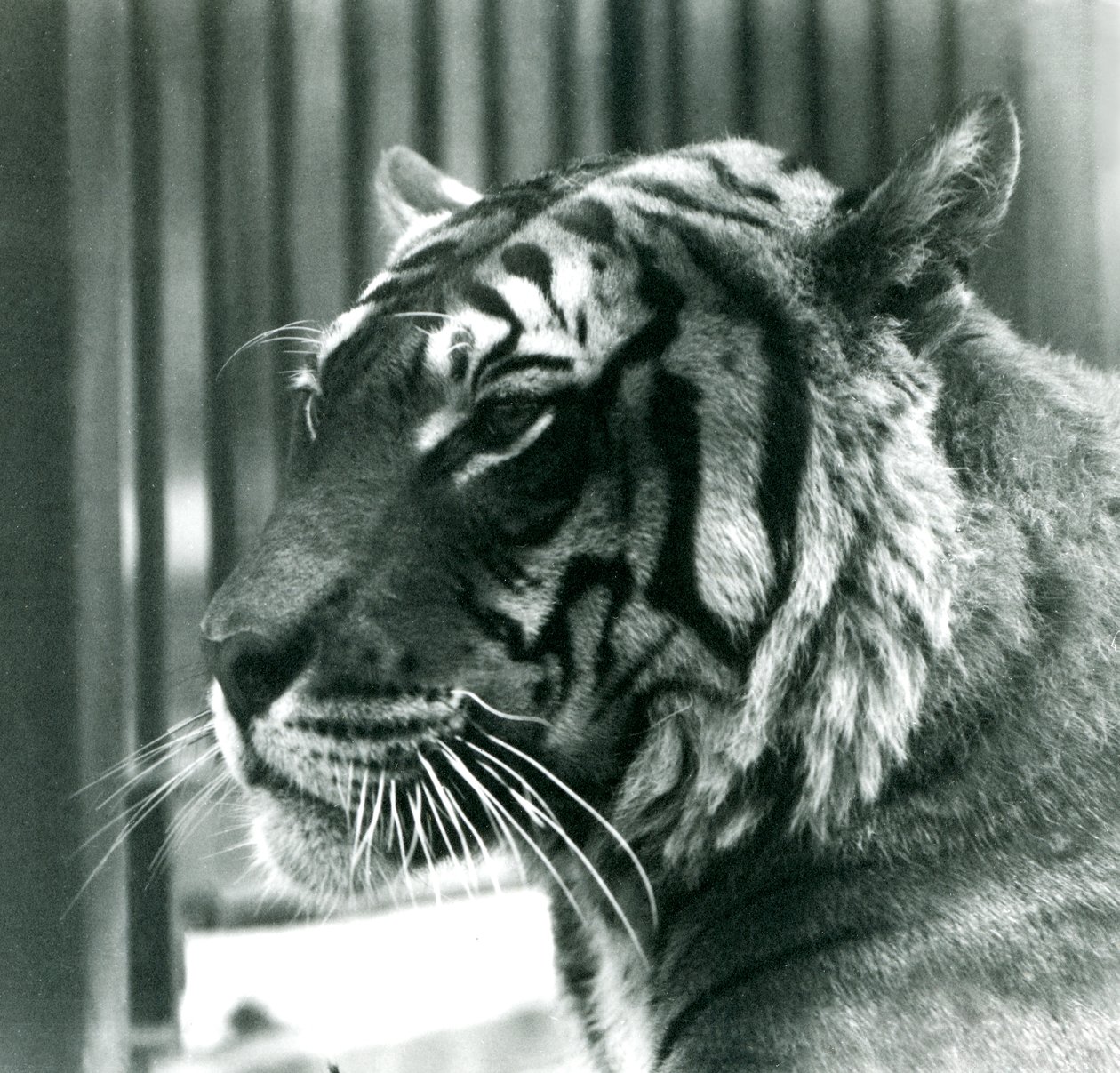 Tigre Sam allo Zoo di Londra nel 1925 da Frederick William Bond