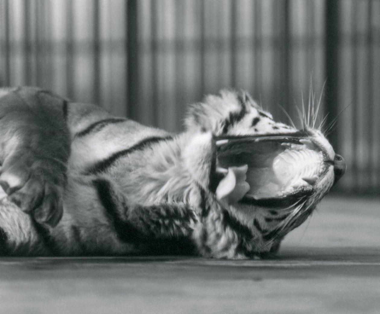 La tigre 