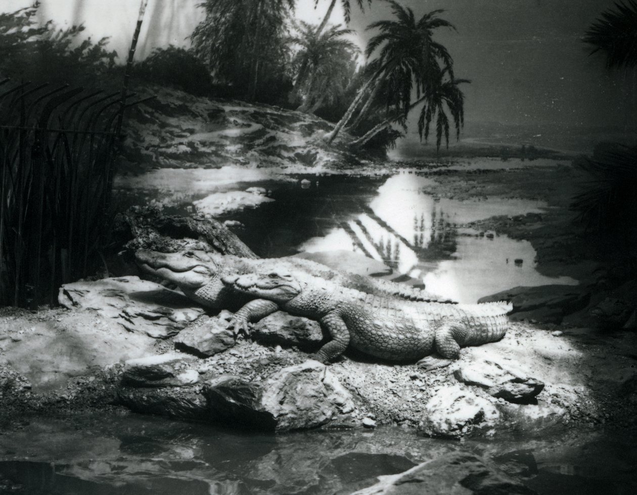 Due Alligatori in un panorama allo Zoo di Londra, giugno 1927 da Frederick William Bond