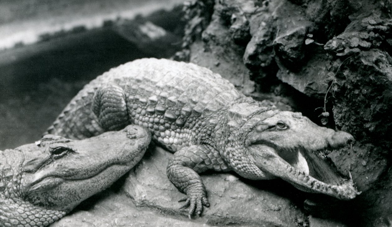 Due alligatori americani allo zoo di Londra, luglio 1914 da Frederick William Bond