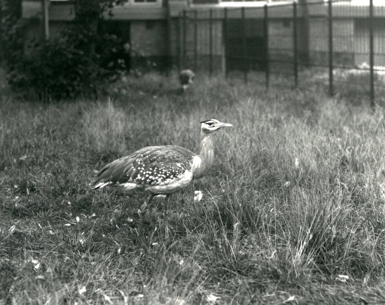 Due otarde arabe nel loro recinto allo Zoo di Londra, settembre 1927 da Frederick William Bond