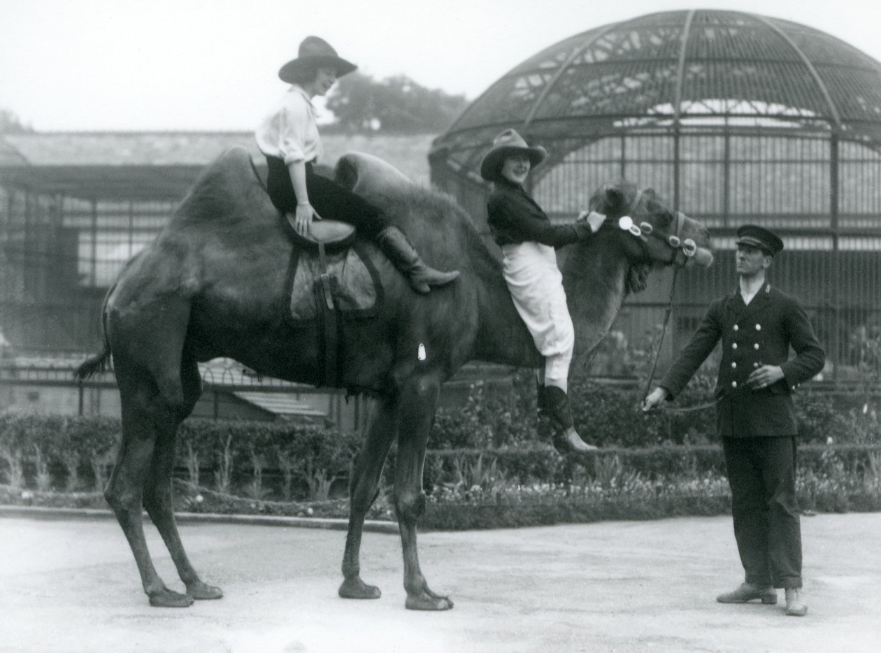 Due cowgirl posano su un cammello bactriano, tenuto dal suo custode, durante una visita allo Zoo di Londra nel 1924 da Frederick William Bond