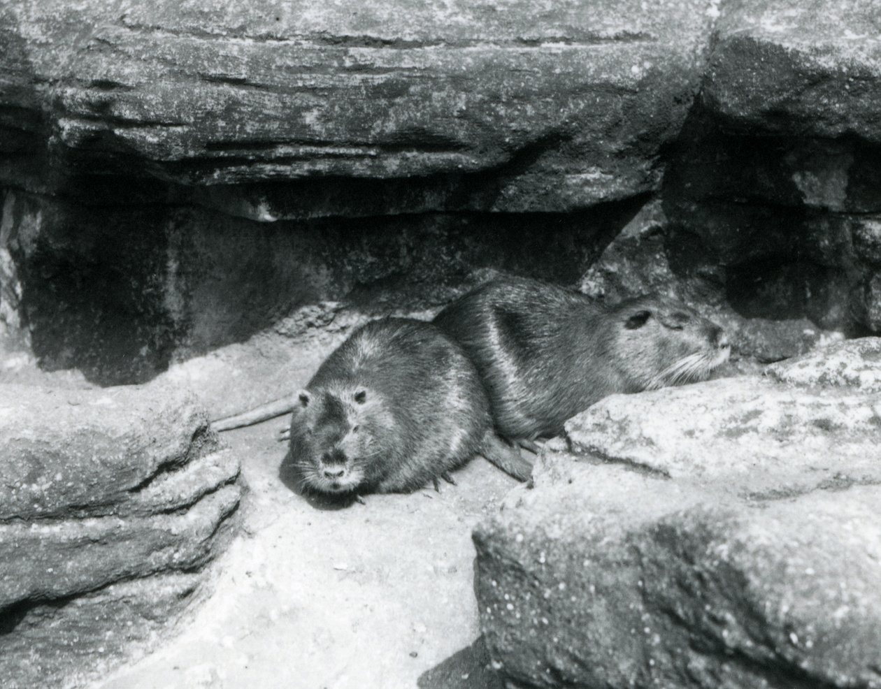 Due nutrie che riposano tra le rocce nel loro recinto allo Zoo di Londra, aprile 1925 da Frederick William Bond