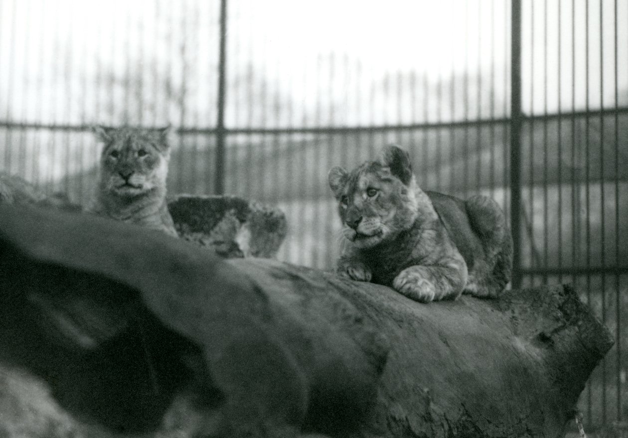 Due cuccioli di leone, nati nella menagerie, nel loro recinto allo Zoo di Londra, aprile 1924 da Frederick William Bond