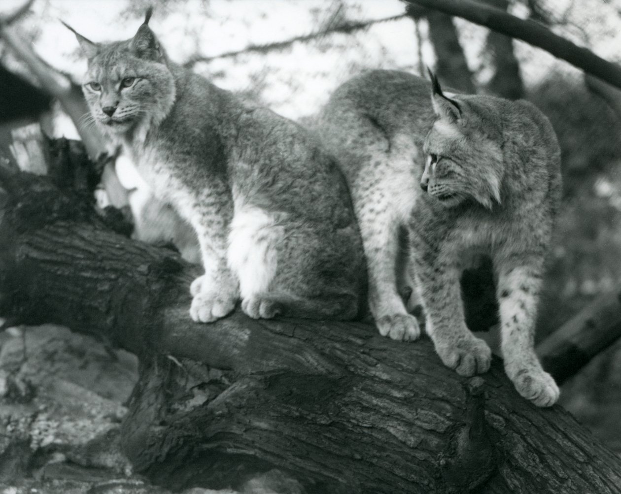 Due linci del nord, una seduta e una in piedi, su un ramo, Zoo di Londra, ottobre 1925 da Frederick William Bond