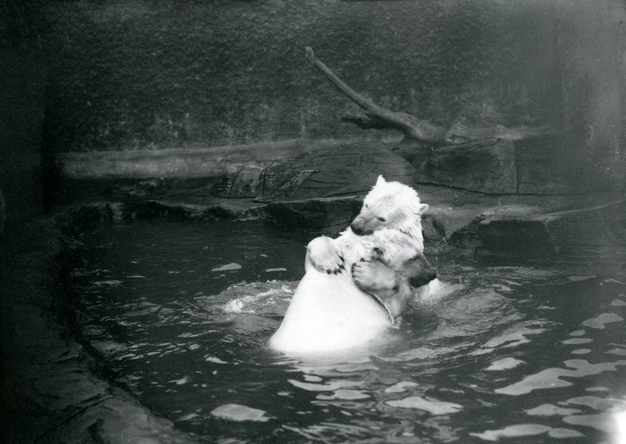 Due orsi polari, incluso un giovane, che si abbracciano e giocano in una piscina allo zoo di Londra, giugno 1922 da Frederick William Bond