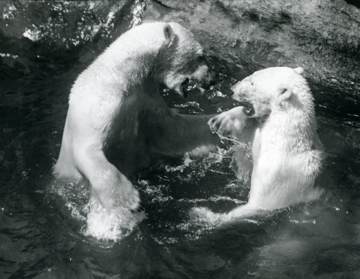 Due orsi polari che giocano nella loro piscina allo Zoo di Londra nel 1926 da Frederick William Bond