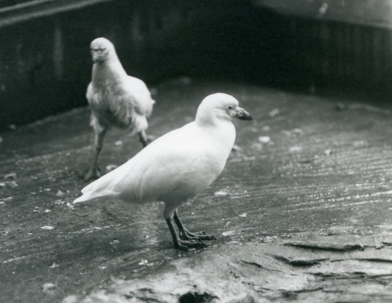 Due Sheathbill nevosi in piedi e camminando sul terreno allo Zoo di Londra, agosto 1927 da Frederick William Bond