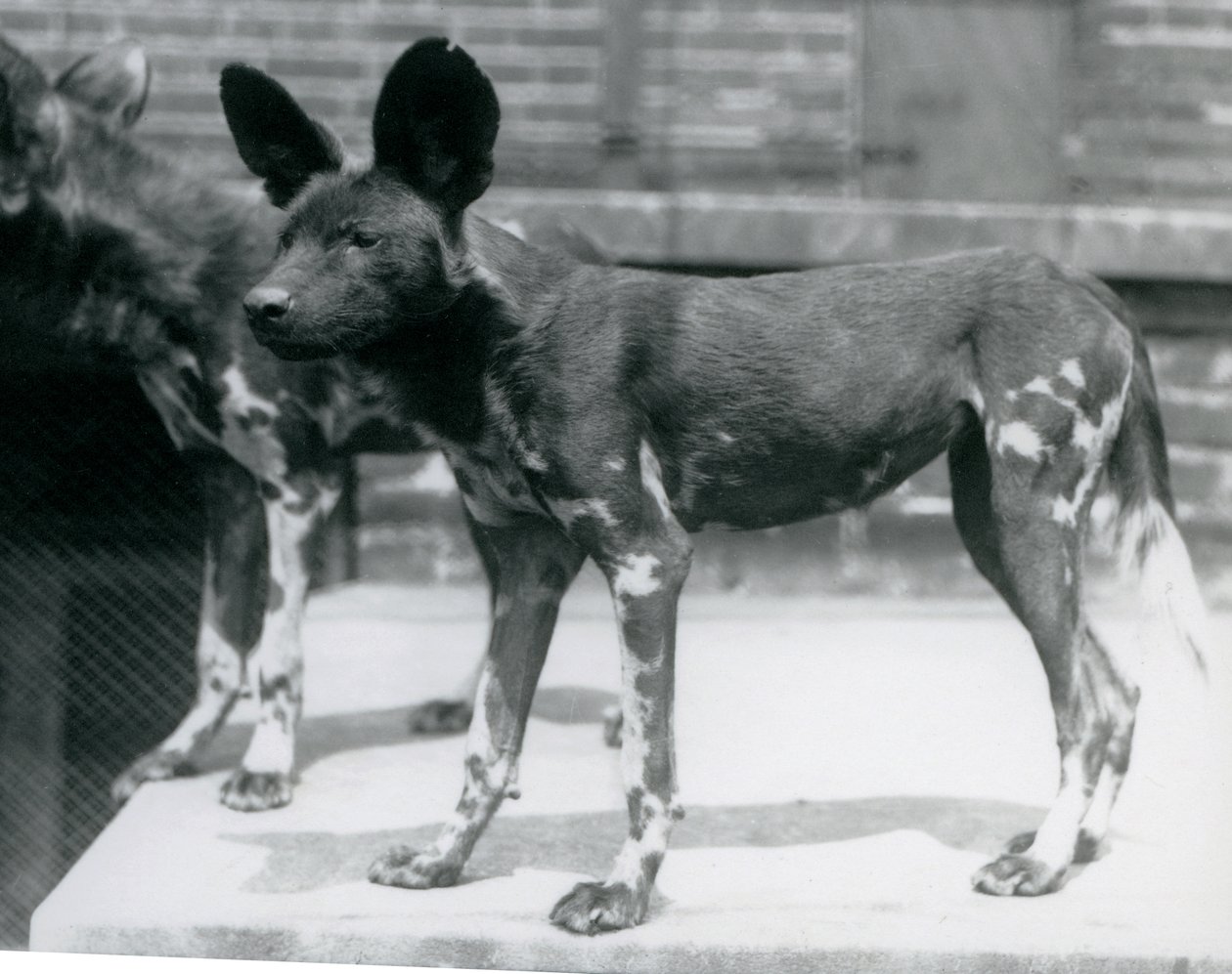 Due cani selvatici somali allo Zoo di Londra, luglio 1925 da Frederick William Bond
