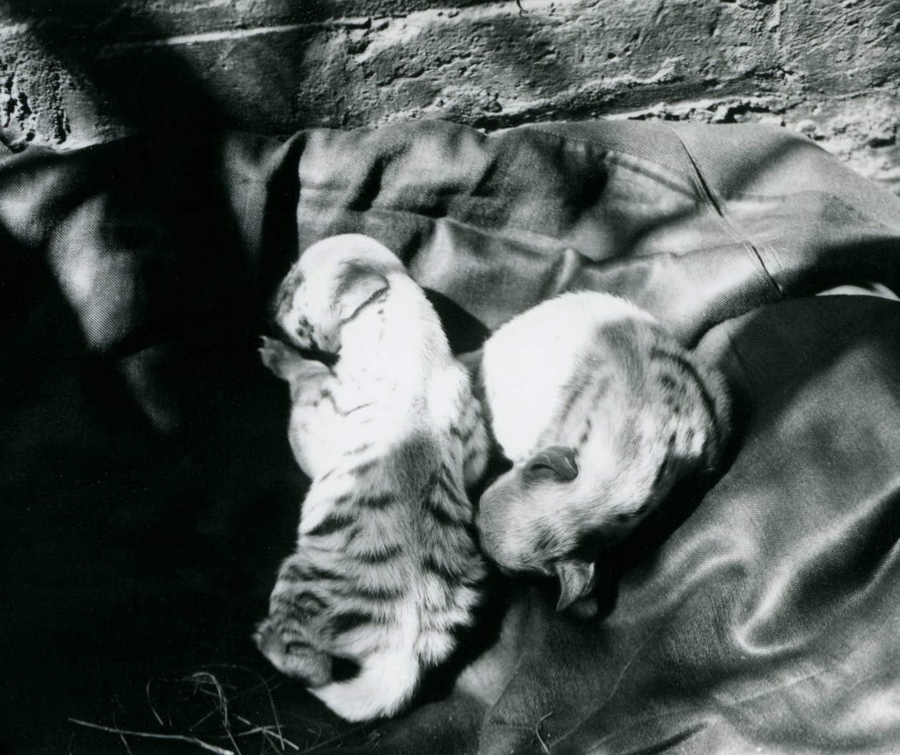 Due cuccioli di iena striata allo zoo di Londra, c.1914 da Frederick William Bond