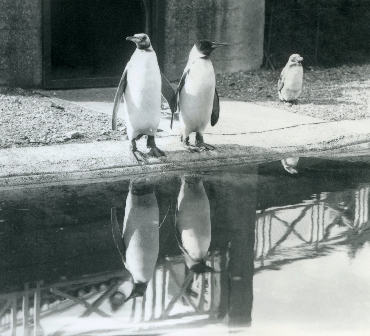 Due pinguini reali adulti vicino alla loro piscina con i loro riflessi nell