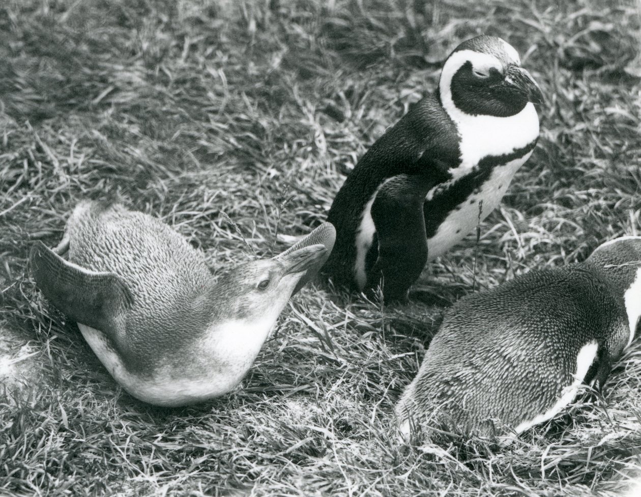 Due pinguini africani piedineri giovani e uno adulto seduti e sdraiati sull