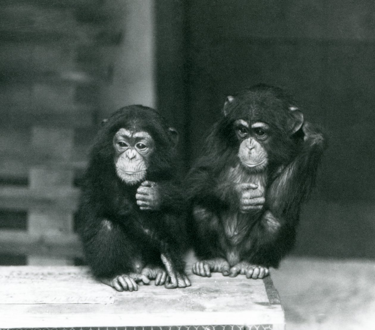 Due giovani scimpanzé seduti su una cassa di legno, Zoo di Londra da Frederick William Bond