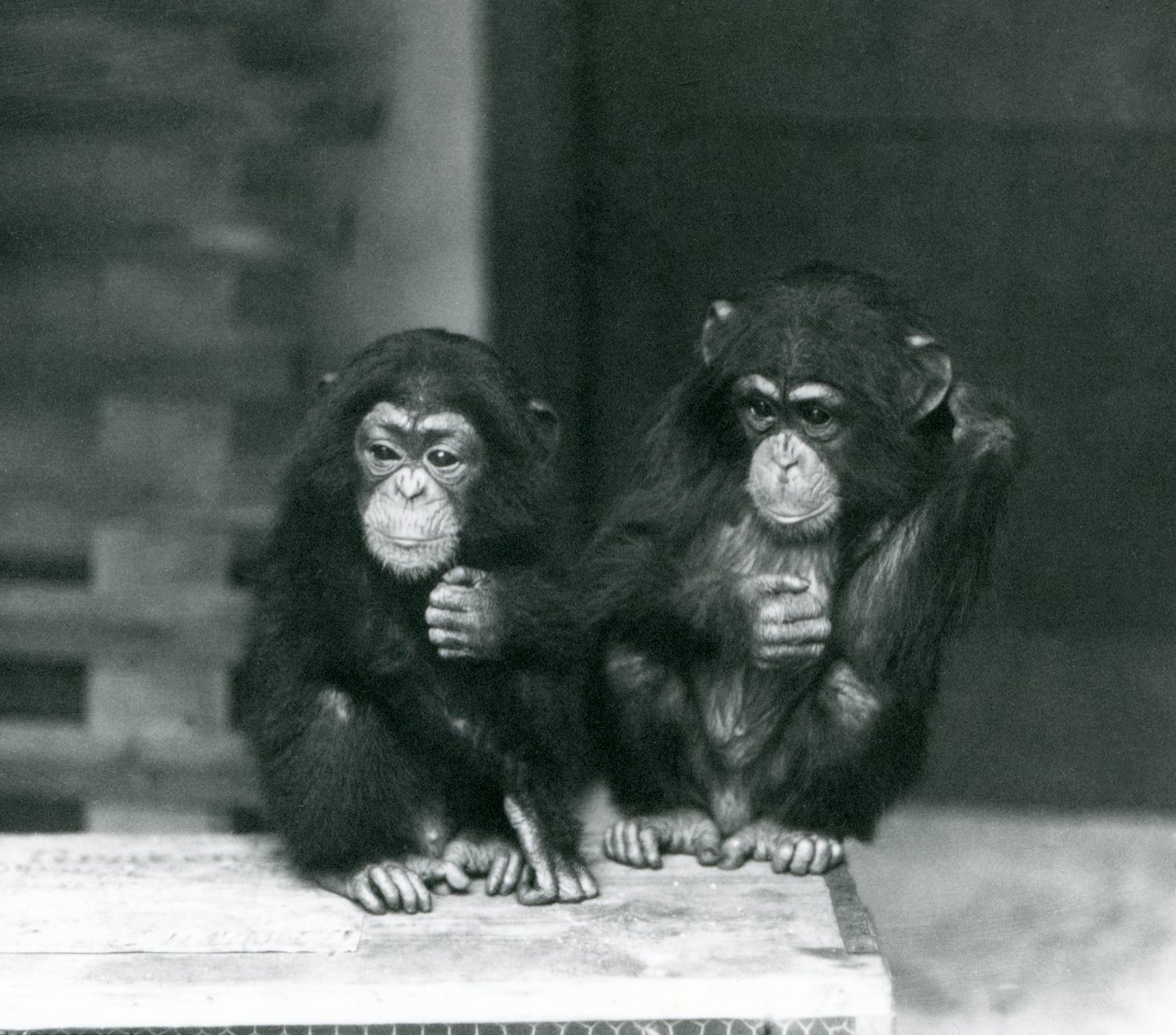 Due giovani scimpanzé seduti su una cassa di legno, London Zoo, 1924 da Frederick William Bond