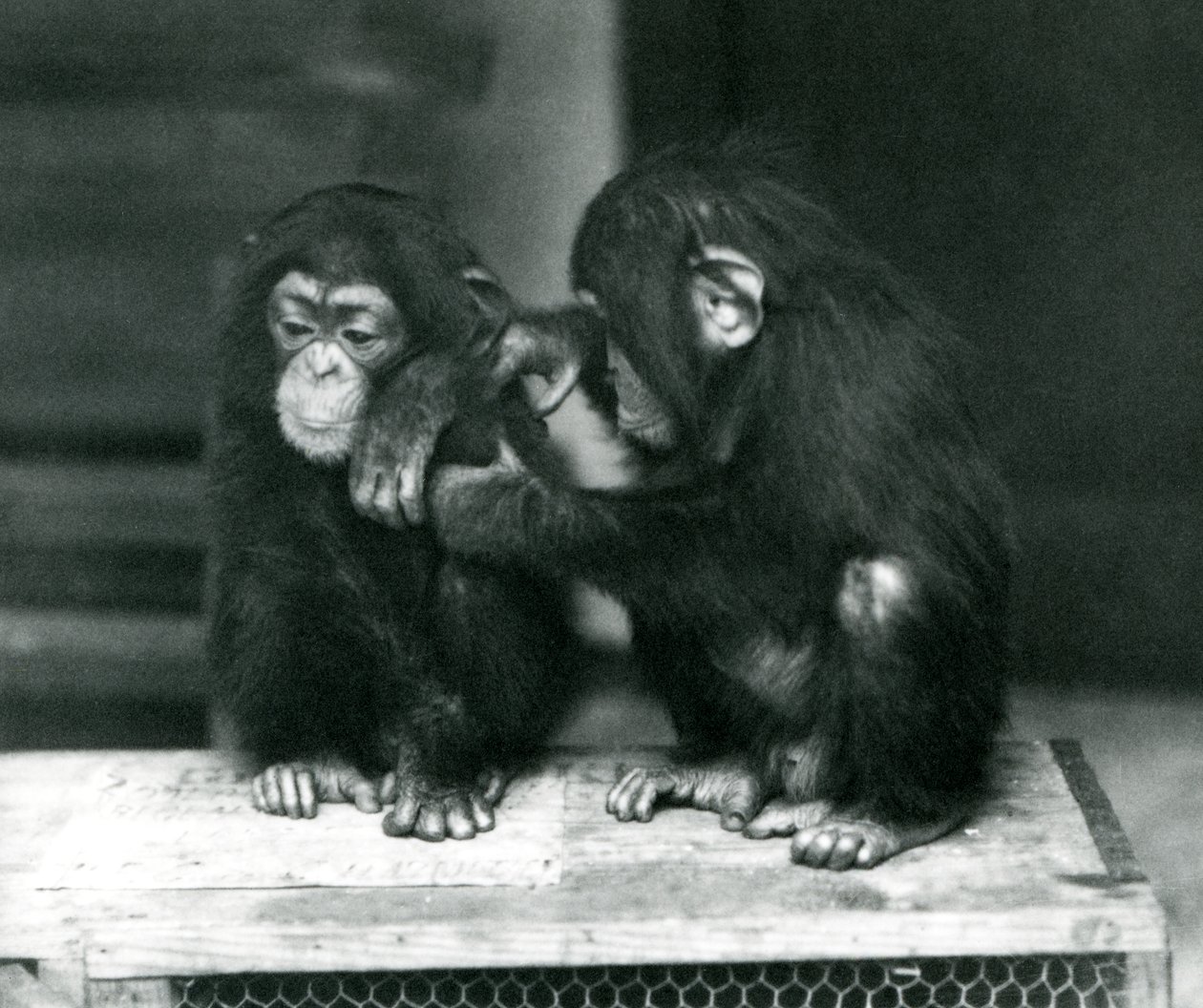 Due giovani scimpanzé seduti su una cassa di legno, London Zoo, 1924 da Frederick William Bond