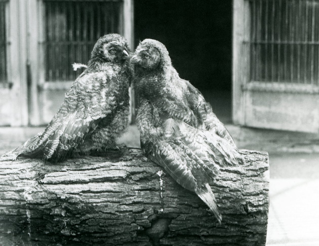 Due giovani gufi grigi, noti anche come gufi della Lapponia, che si guardano seduti su un tronco, Zoo di Londra, agosto 1926 da Frederick William Bond