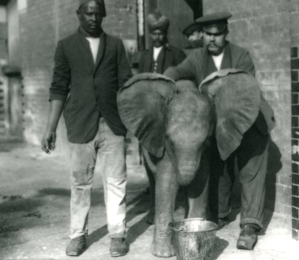 Giovane elefante africano Kiberenge, che beve da un secchio, con gli addestratori Darish e Syed Ali, e il guardiano H. Robertson nel 1923 da Frederick William Bond