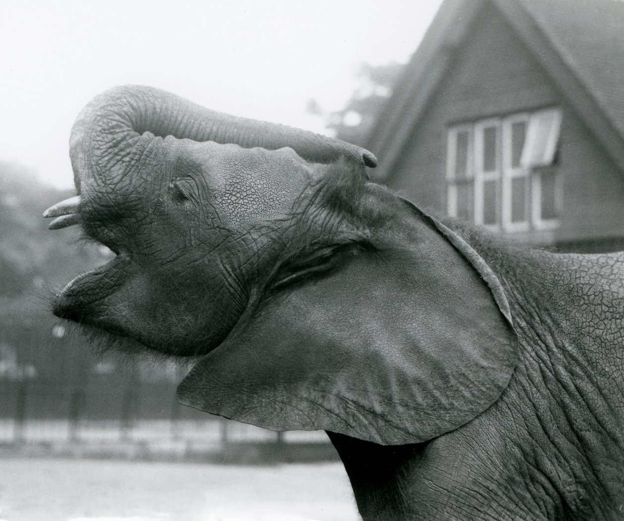 Giovane elefante africano Kiberenge che alza la proboscide e chiama, London Zoo, agosto 1925 da Frederick William Bond