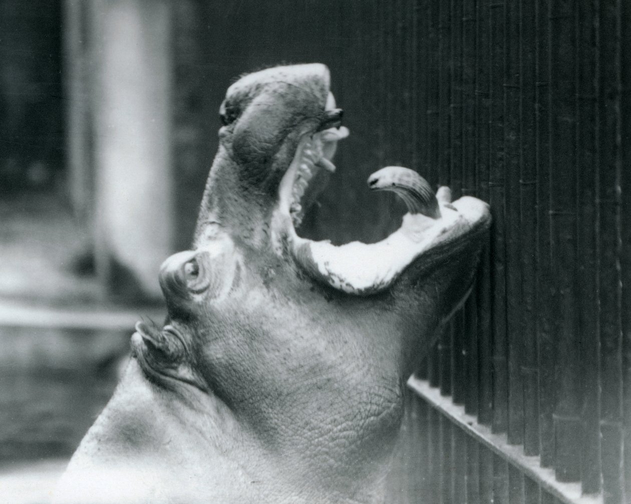 Giovane ippopotamo Bobbie allo Zoo di Londra, 1927 da Frederick William Bond