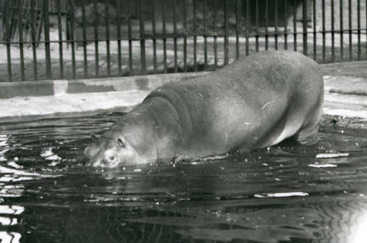 Giovane ippopotamo Bobbie che entra nella sua piscina allo zoo di Londra, agosto 1927 da Frederick William Bond