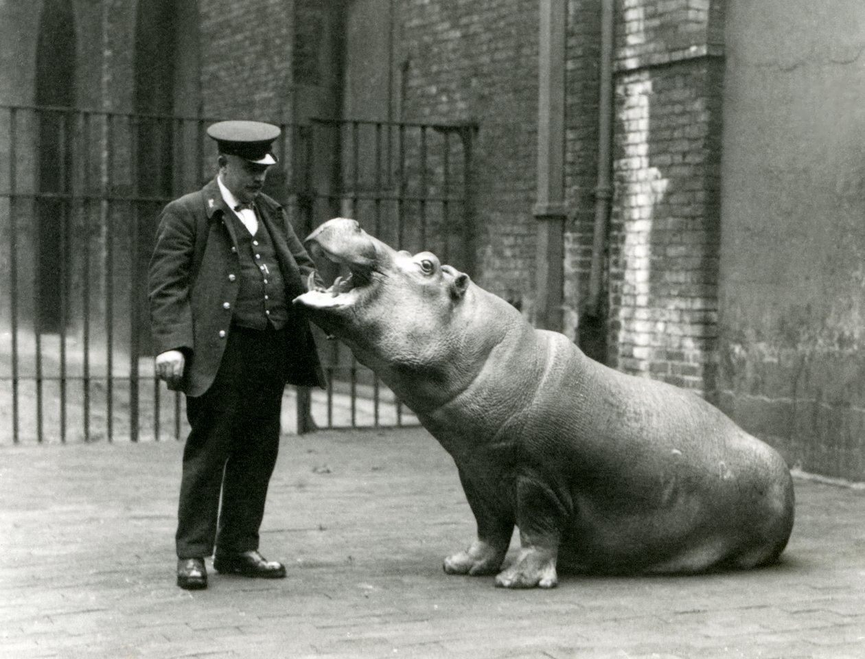 Giovane ippopotamo Bobbie seduto per il custode Ernie Bowman, Zoo di Londra, luglio 1923 da Frederick William Bond