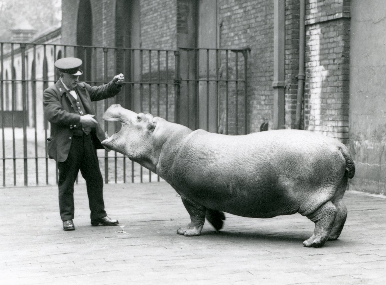 Giovane ippopotamo Bobbie con il custode Ernie Bowman, Zoo di Londra, luglio 1923 da Frederick William Bond