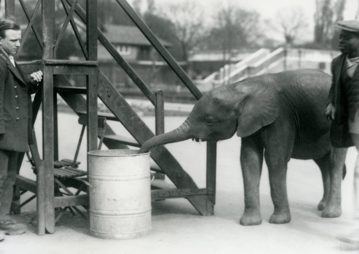 Giovane elefante pigmeo africano femmina Oojah che indaga un barile con la sua proboscide, mentre il suo custode e addestratore osservano, Zoo di Londra, luglio 1925 da Frederick William Bond