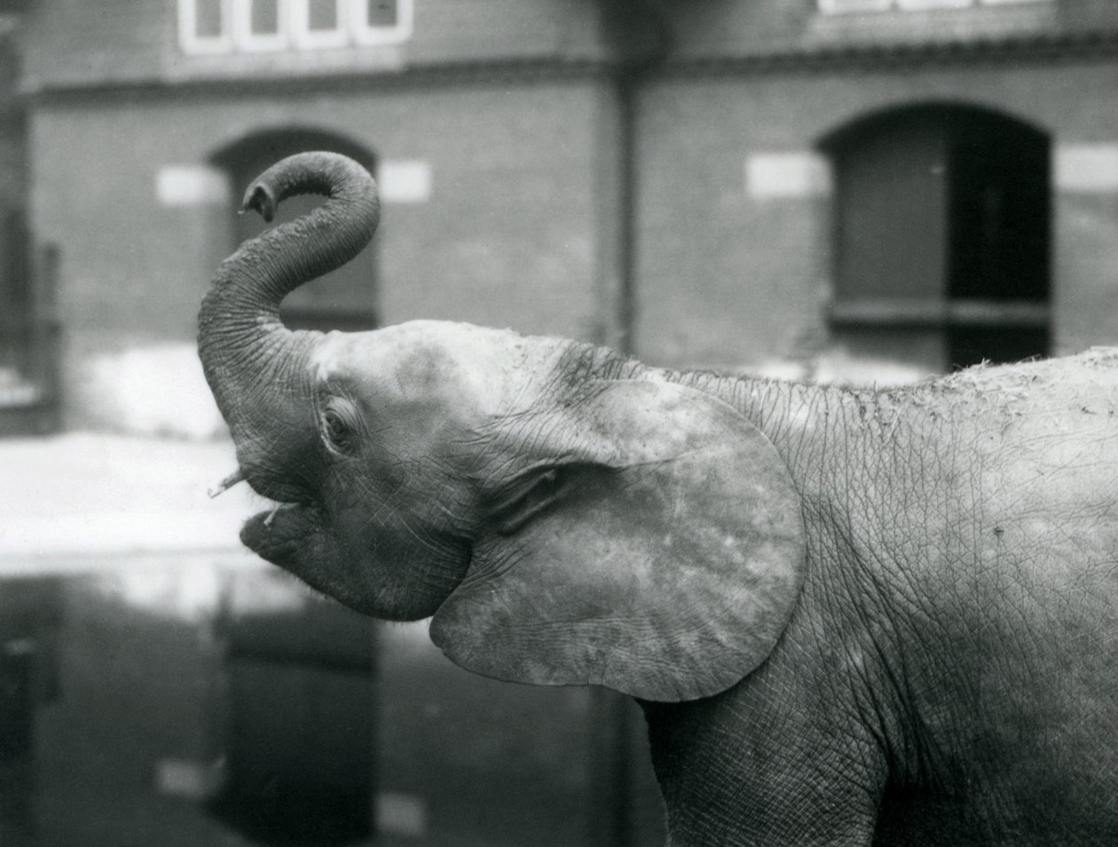 Giovane elefante pigmeo africano Oojah che solleva la proboscide allo Zoo di Londra, agosto 1925 da Frederick William Bond