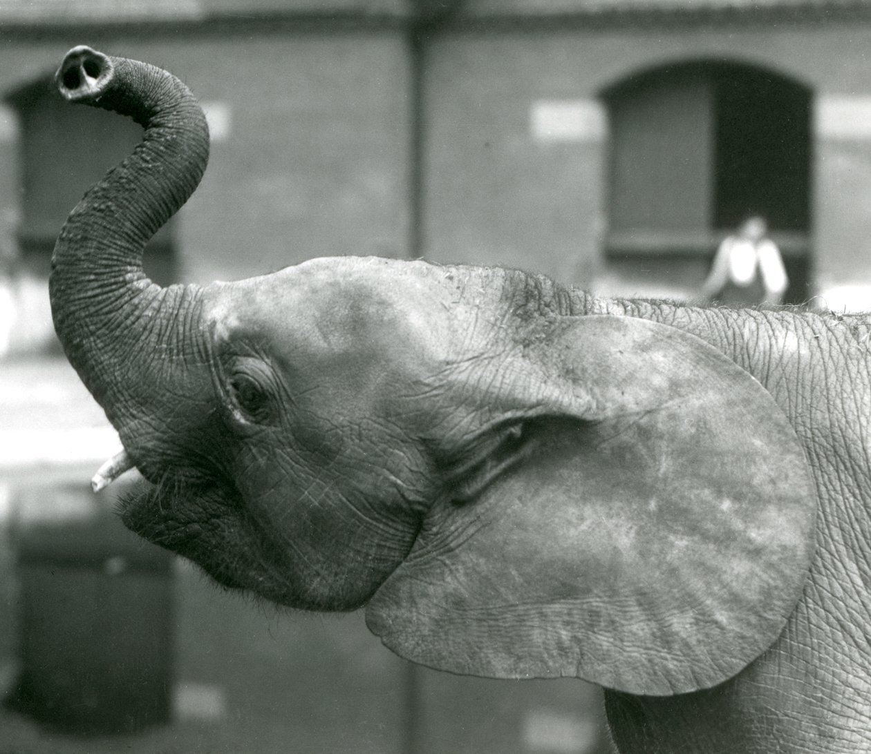 Giovane elefante pigmeo africano Oojah che alza la proboscide al London Zoo, agosto 1925 da Frederick William Bond