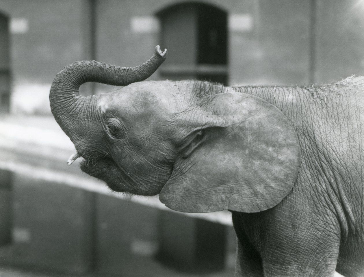 Giovane elefante pigmeo africano femmina Oojah che alza la proboscide allo Zoo di Londra, luglio 1925 da Frederick William Bond