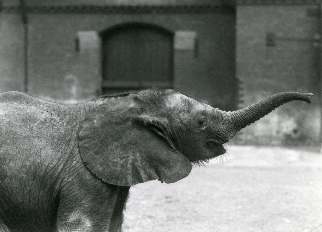 Giovane elefante pigmeo africano femmina Oojah che alza la proboscide per un premio allo Zoo di Londra, luglio 1925 da Frederick William Bond