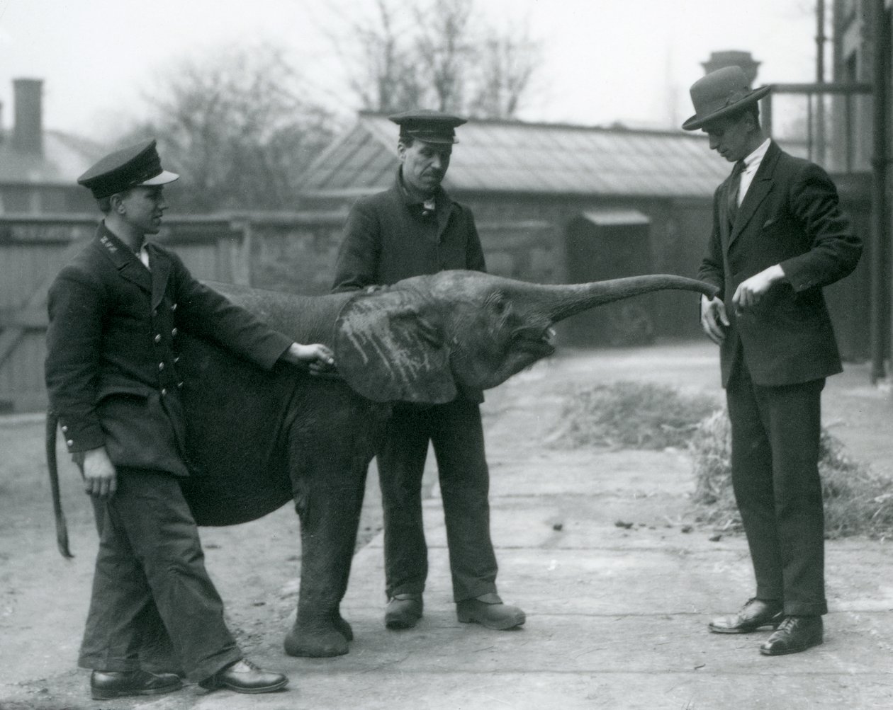 Giovane elefante pigmeo africano femmina Oojah che alza la proboscide per un premio allo zoo di Londra, giugno 1925 da Frederick William Bond