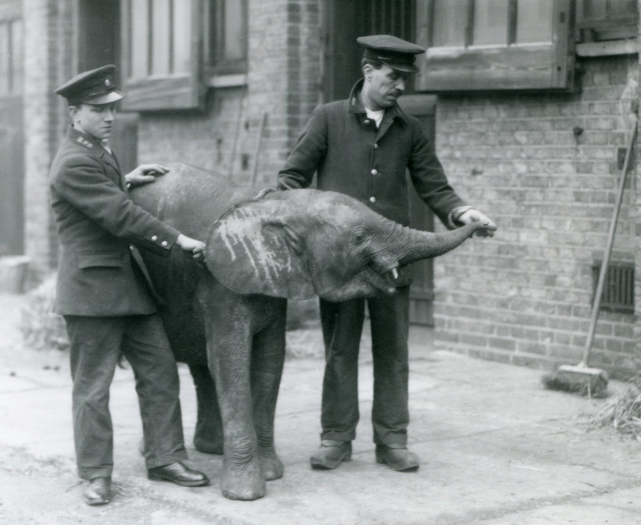 Giovane elefante pigmeo africano femmina Oojah che alza la proboscide per un premio dai suoi custodi allo Zoo di Londra, aprile 1925 da Frederick William Bond
