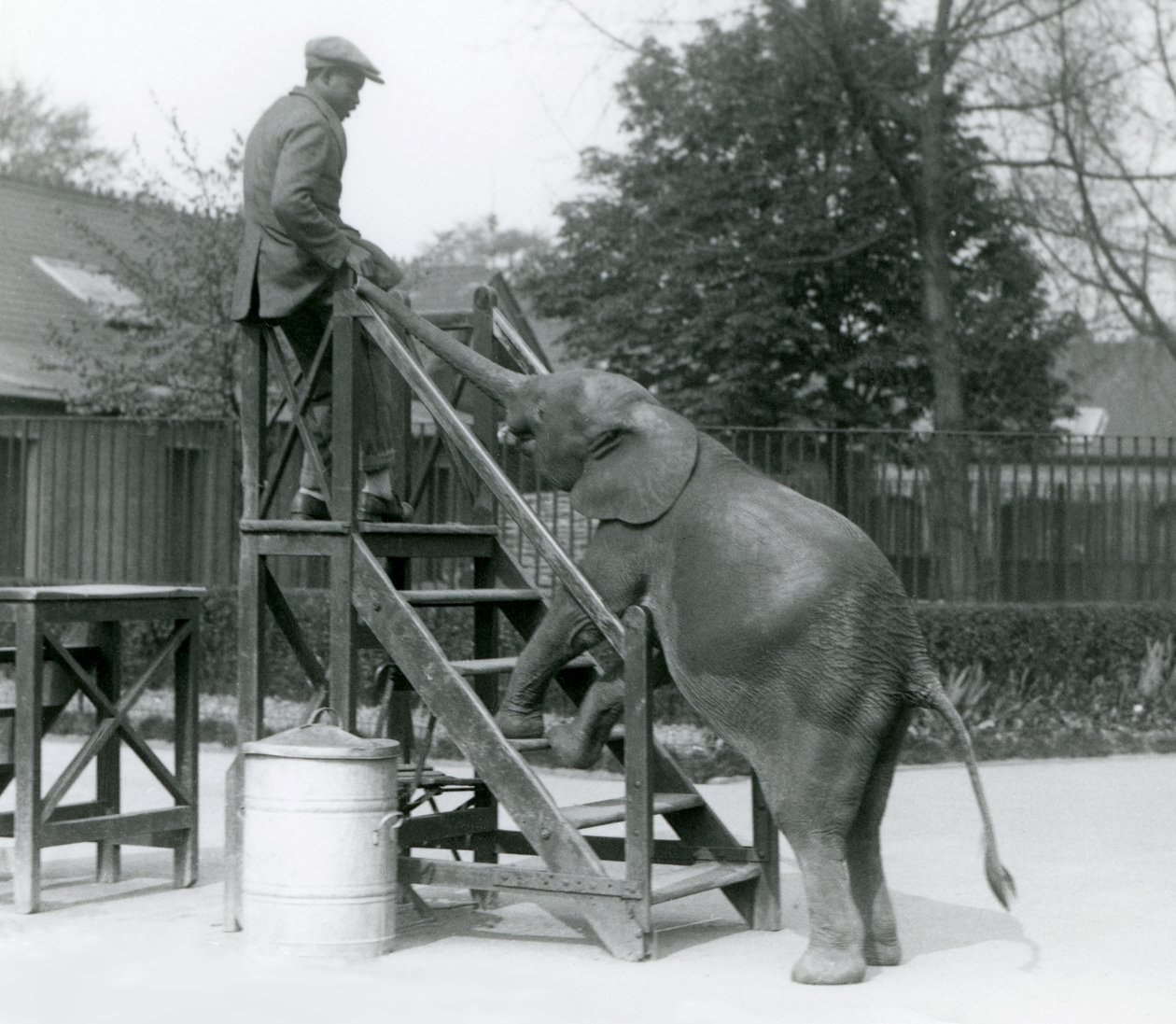 Giovane elefante pigmeo africano Oojah con le zampe anteriori sui gradini di imbarco, raggiunge il suo addestratore, che è sul gradino superiore, con la proboscide, London Zoo, giugno 1925 da Frederick William Bond
