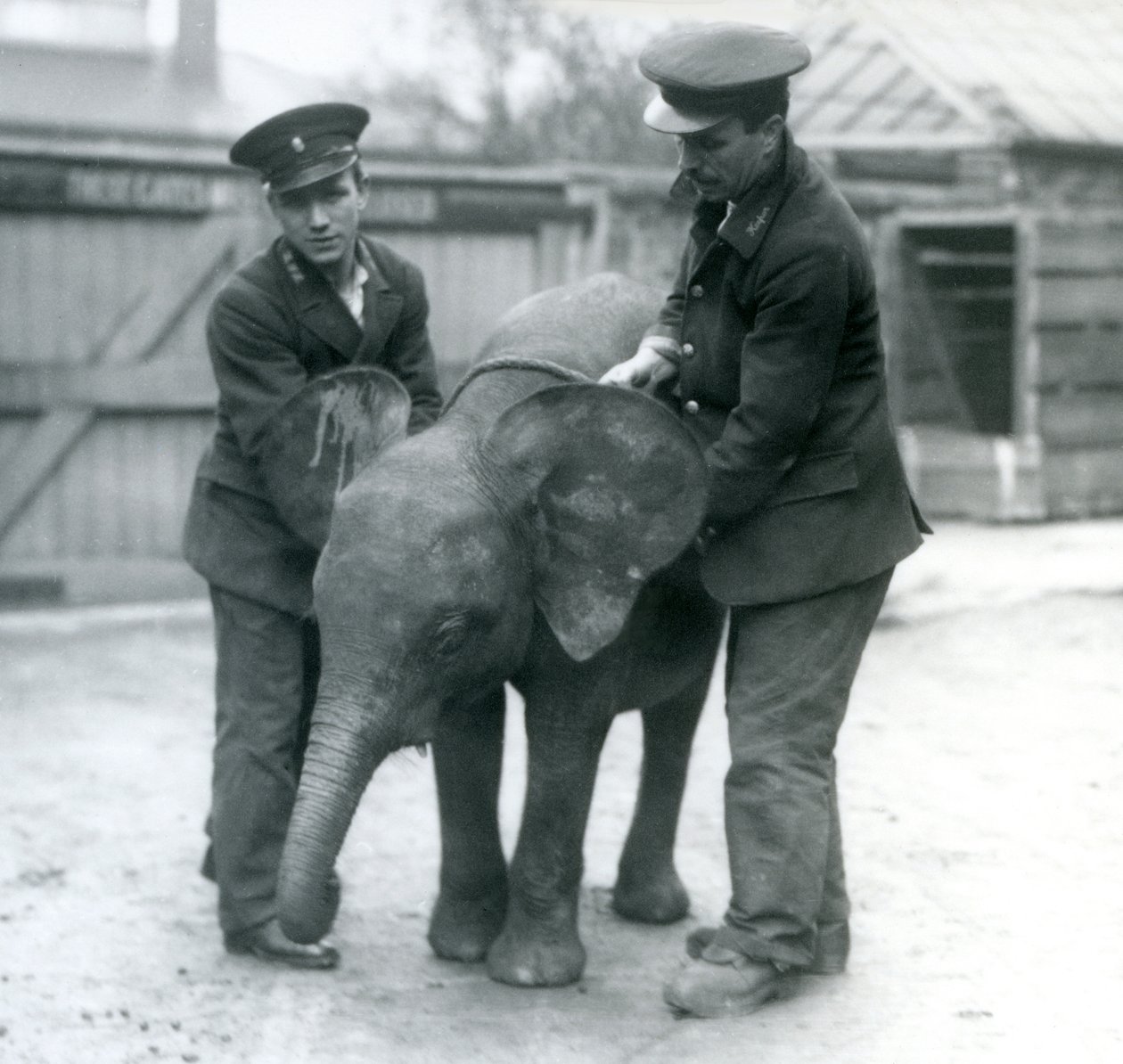 Giovane elefante pigmeo africano femmina Oojah con due custodi allo zoo di Londra nell