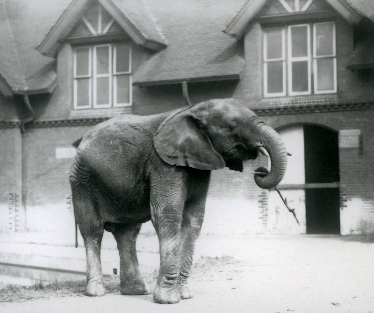 Giovane elefante africano maschio Kiberenge davanti alla Casa degli Elefanti, Zoo di Londra, giugno 1927 da Frederick William Bond