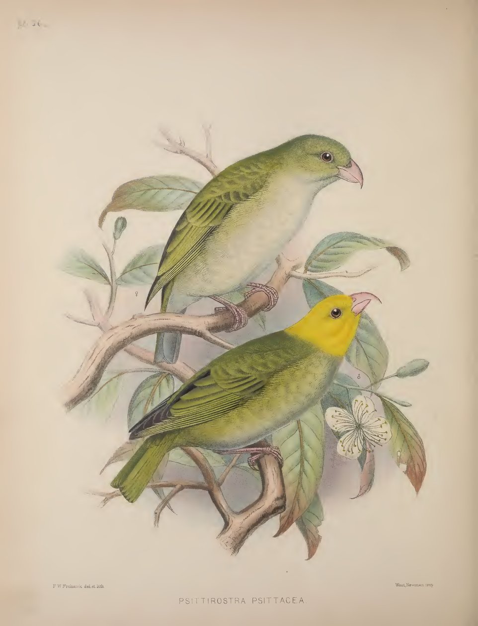 Psittirostra Psittacea, da 