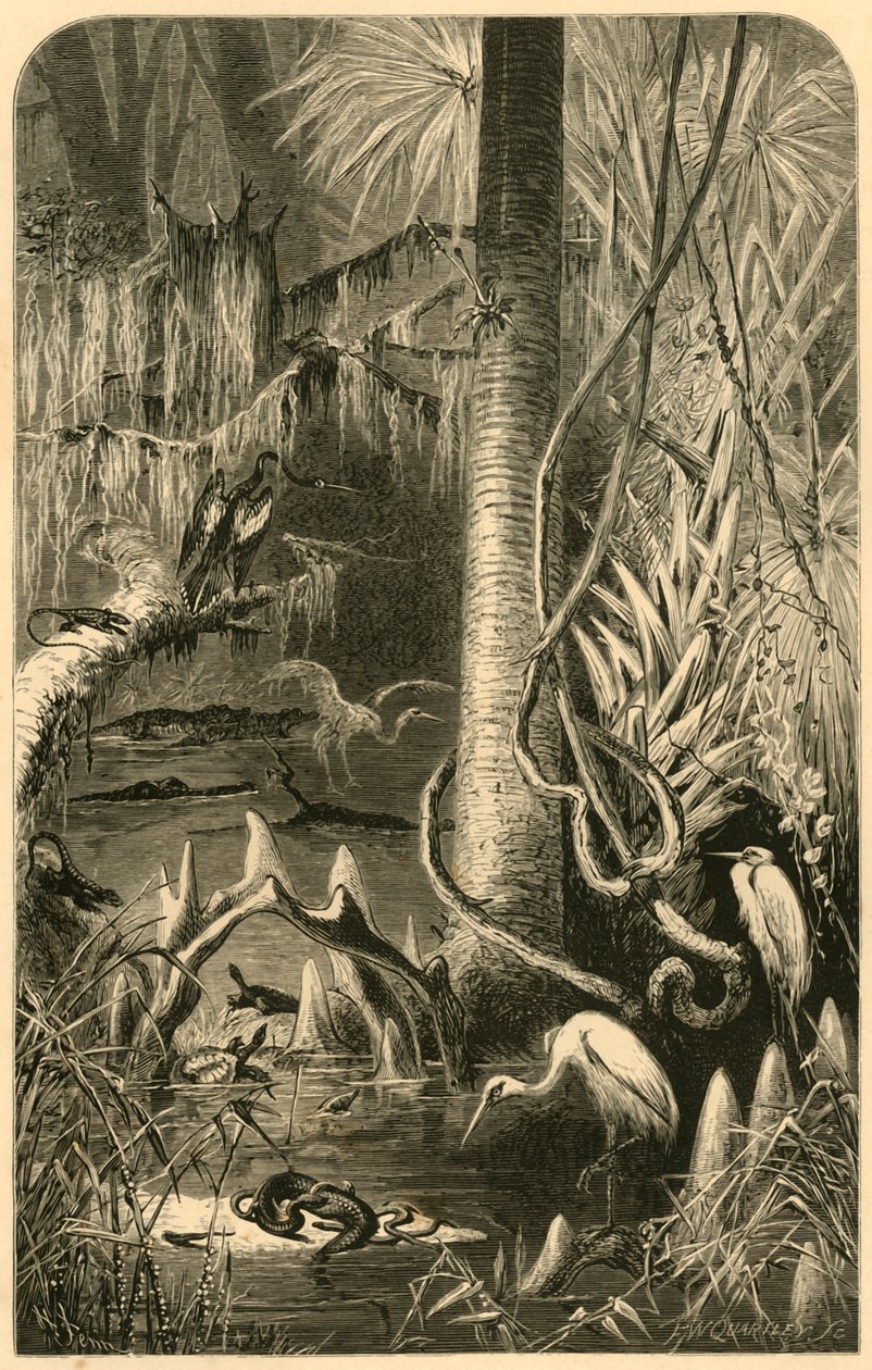 Una palude della Florida, 1872 da Frederick William Quartley