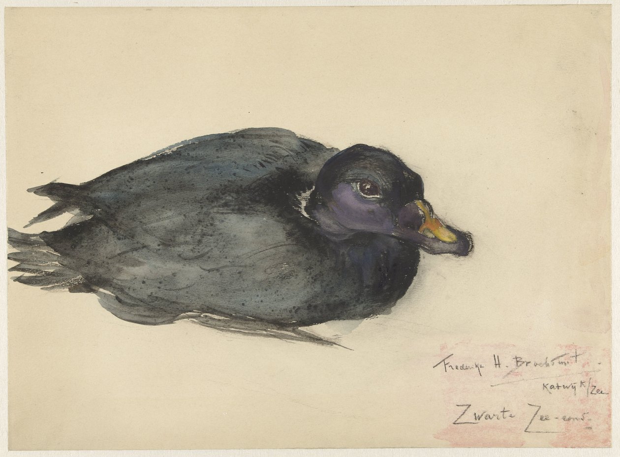 Edredone nero da Frederika Henriëtte Broeksmit