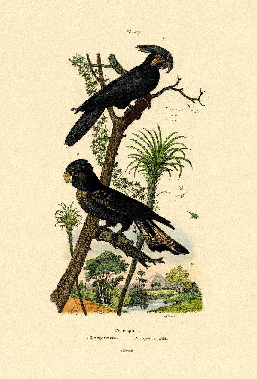 Cacatua delle palme nero da French School