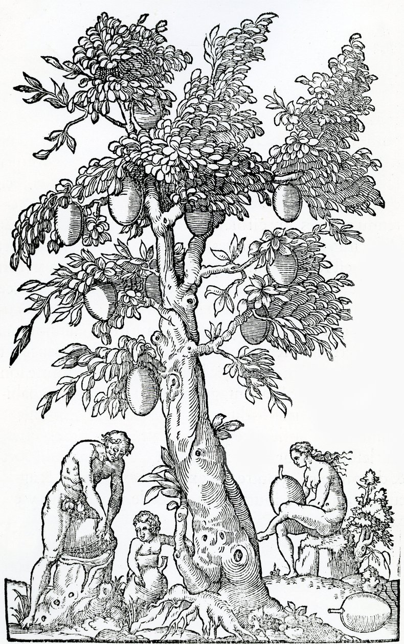 Raccolta di frutti del pane, illustrazione da Singularities of France Antarctique, di Andre de Thevet, 1558 da French School