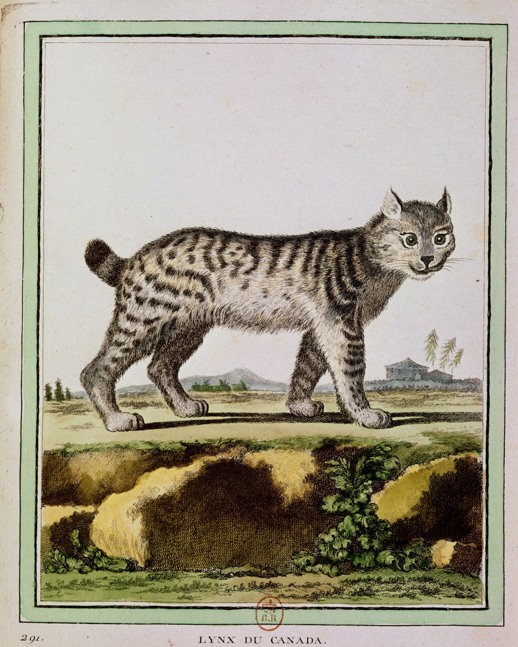 Lince canadese (Lynx canadensis) da French School