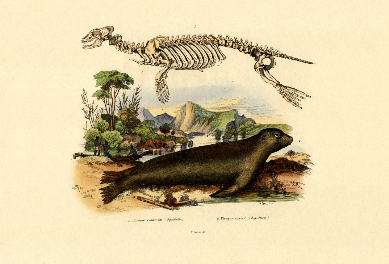 Foca del Capo da French School