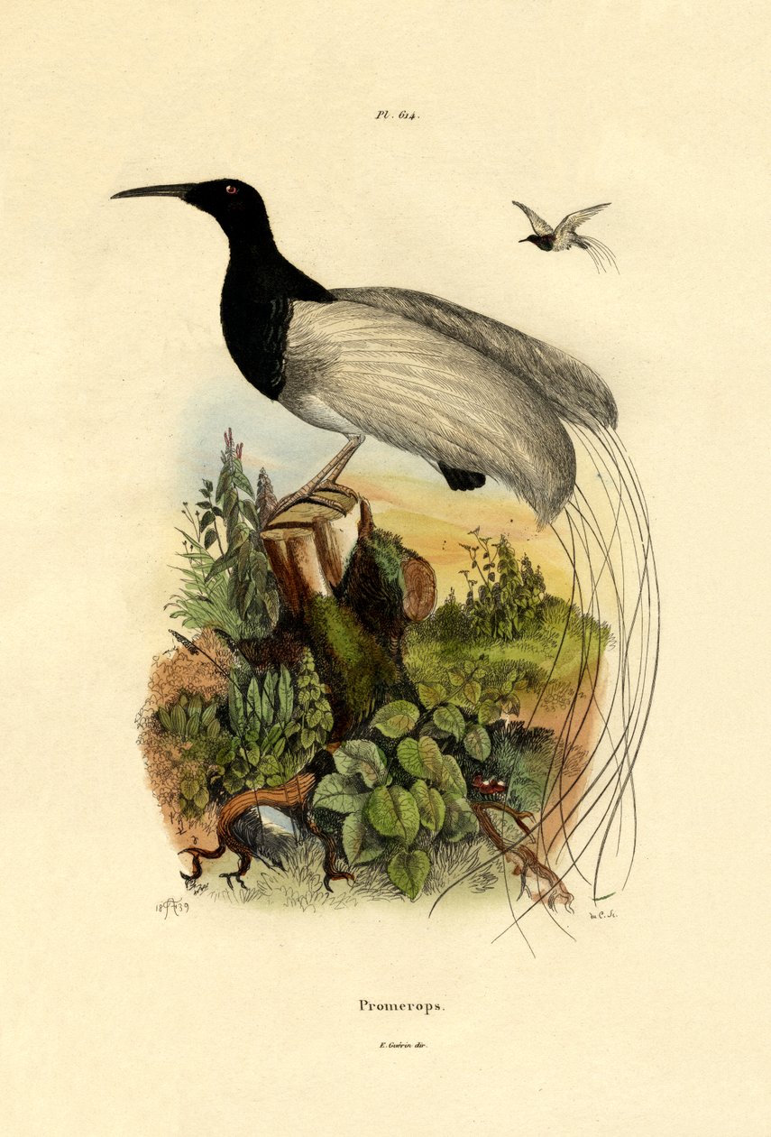 Zucchero del Capo da French School