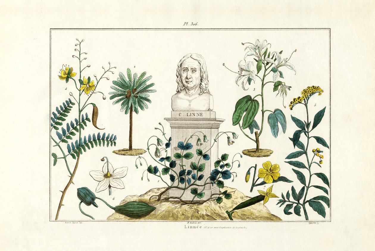 Carl von Linnée, 1833-39 da French School