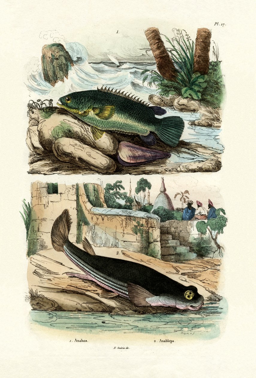 Pesce arrampicatore, 1833-39 da French School