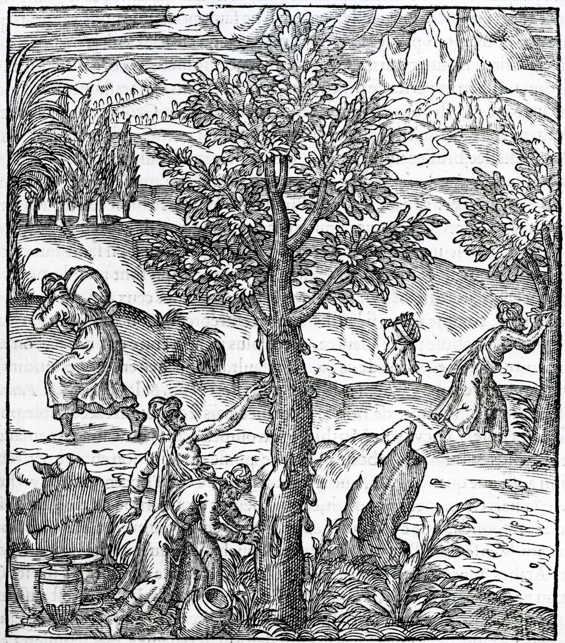 Raccolta di incenso dagli alberi di pino, illustrazione da Cosmographie Universelle, di Andre de Thevet, 1575 da French School